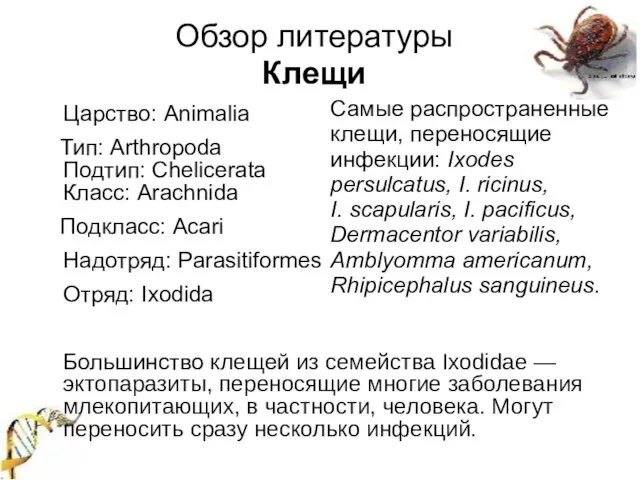Царство: Animalia Тип: Arthropoda Подтип: Chelicerata Класс: Arachnida Подкласс: Acari Надотряд: Parasitiformes