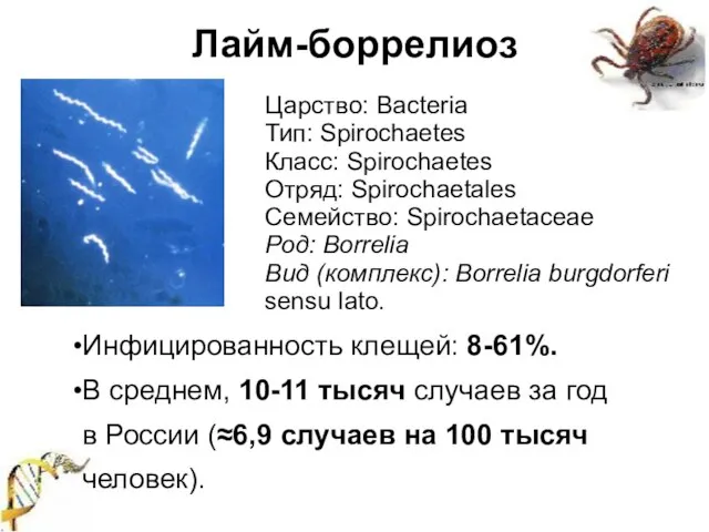 Лайм-боррелиоз Царство: Bacteria Тип: Spirochaetes Класс: Spirochaetes Отряд: Spirochaetales Семейство: Spirochaetaceae Род: