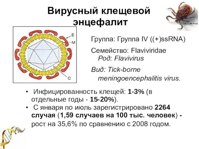 Вирусный клещевой энцефалит Группа: Группа IV ((+)ssRNA) Семейство: Flaviviridae Род: Flavivirus Вид: