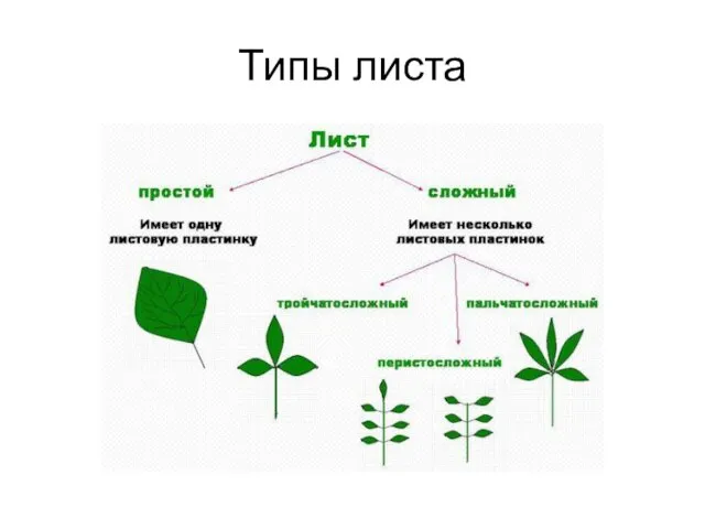 Типы листа