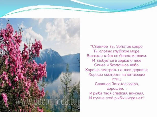 “Славное ты, Золотое озеро, Ты словно глубокое море. Высокая тайга по берегам