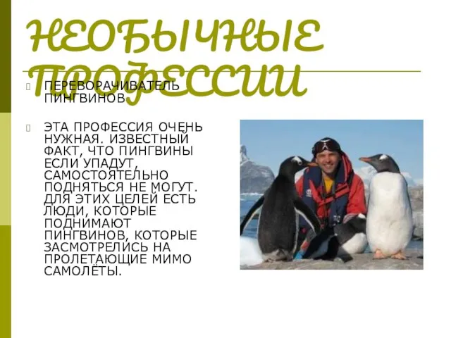 НЕОБЫЧНЫЕ ПРОФЕССИИ ПЕРЕВОРАЧИВАТЕЛЬ ПИНГВИНОВ ЭТА ПРОФЕССИЯ ОЧЕНЬ НУЖНАЯ. ИЗВЕСТНЫЙ ФАКТ, ЧТО ПИНГВИНЫ