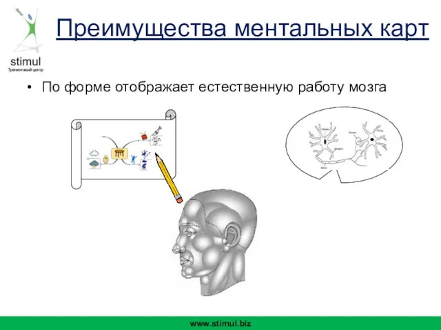 По форме отображает естественную работу мозга www.stimul.biz Преимущества ментальных карт