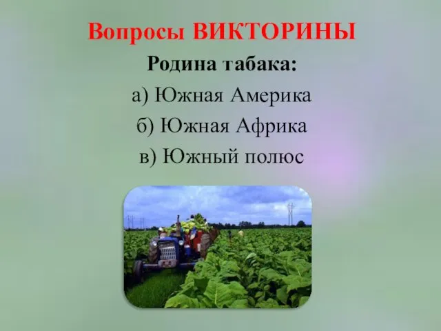 Вопросы ВИКТОРИНЫ Родина табака: а) Южная Америка б) Южная Африка в) Южный полюс