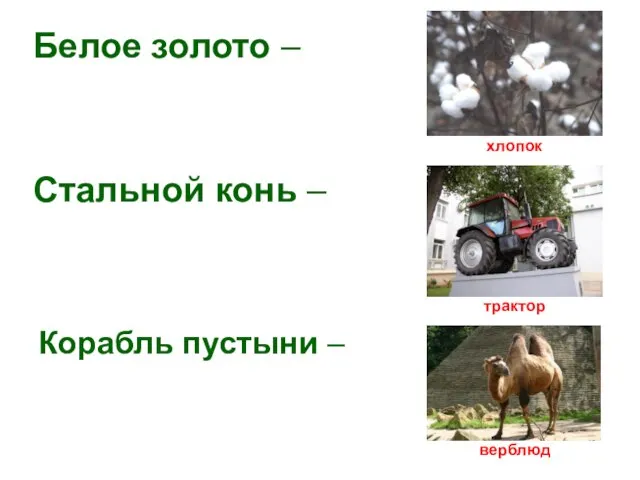 Белое золото – хлопок трактор верблюд Стальной конь – Корабль пустыни –