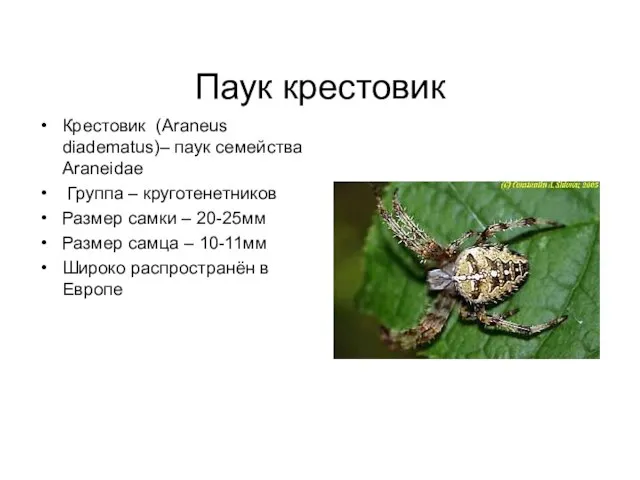 Паук крестовик Крестовик (Araneus diadematus)– паук семейства Araneidae Группа – круготенетников Размер