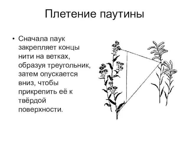 Плетение паутины Сначала паук закрепляет концы нити на ветках, образуя треугольник, затем