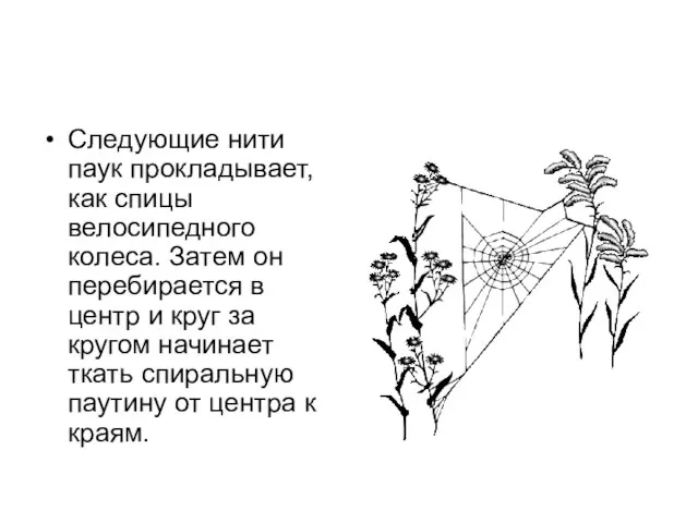 Следующие нити паук прокладывает, как спицы велосипедного колеса. Затем он перебирается в