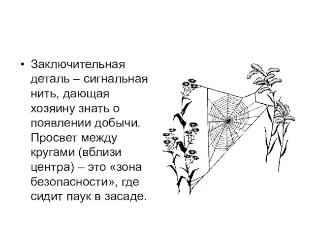 Заключительная деталь – сигнальная нить, дающая хозяину знать о появлении добычи. Просвет