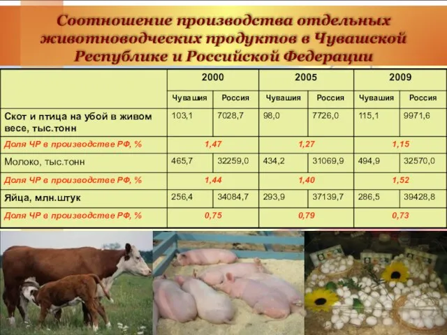 Соотношение производства отдельных животноводческих продуктов в Чувашской Республике и Российской Федерации