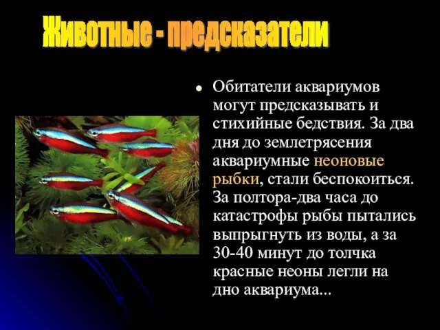 Обитатели аквариумов могут предсказывать и стихийные бедствия. За два дня до землетрясения