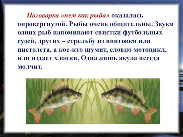 Поговорка «нем как рыба» оказалась опровергнутой. Рыбы очень общительны. Звуки одних рыб