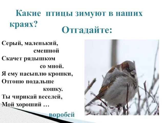 Отгадайте: Какие птицы зимуют в наших краях? Серый, маленький, смешной Скачет рядышком