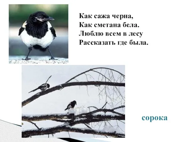 Как сажа черна, Как сметана бела. Люблю всем в лесу Рассказать где была. сорока