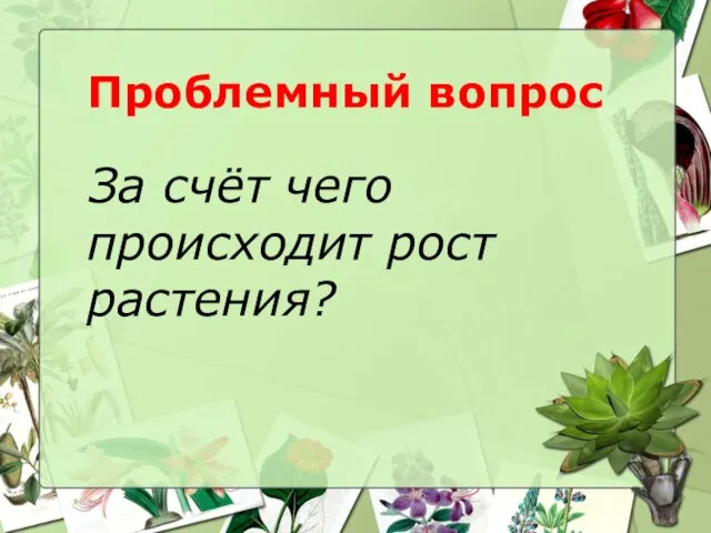 Проблемный вопрос За счёт чего происходит рост растения?