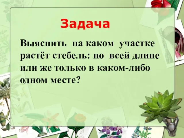 Задача Выяснить на каком участке растёт стебель: по всей длине или же