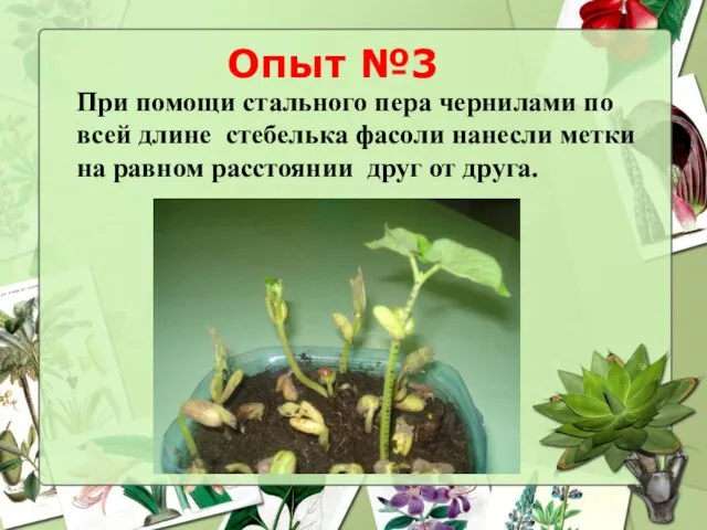 Опыт №3 При помощи стального пера чернилами по всей длине стебелька фасоли