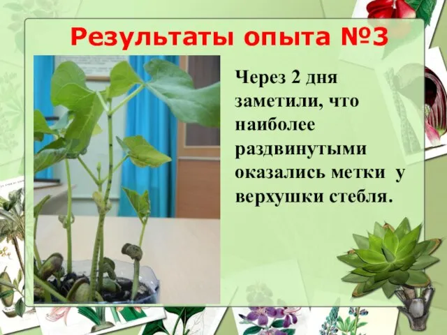 Результаты опыта №3 Через 2 дня заметили, что наиболее раздвинутыми оказались метки у верхушки стебля.