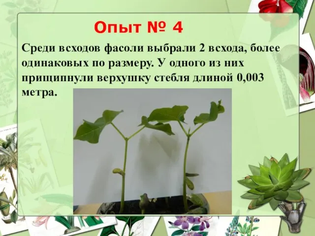 Опыт № 4 Среди всходов фасоли выбрали 2 всхода, более одинаковых по