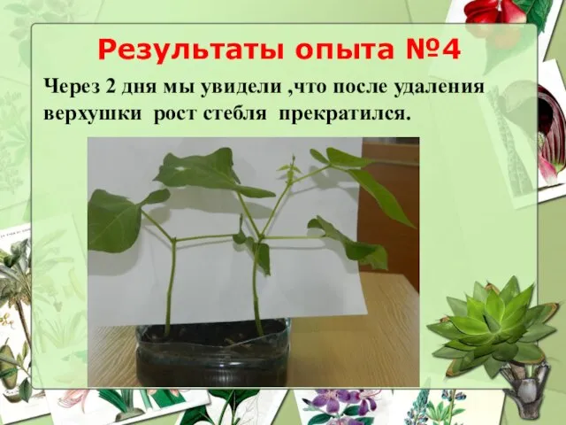 Результаты опыта №4 Через 2 дня мы увидели ,что после удаления верхушки рост стебля прекратился.