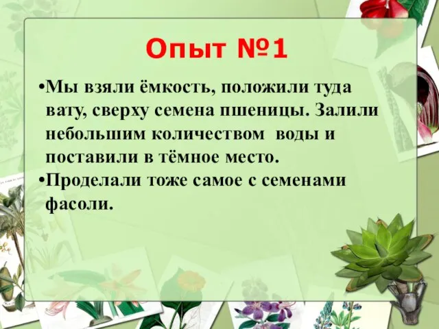 Опыт №1 Мы взяли ёмкость, положили туда вату, сверху семена пшеницы. Залили