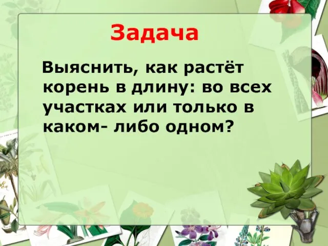 Выяснить, как растёт корень в длину: во всех участках или только в каком- либо одном? Задача