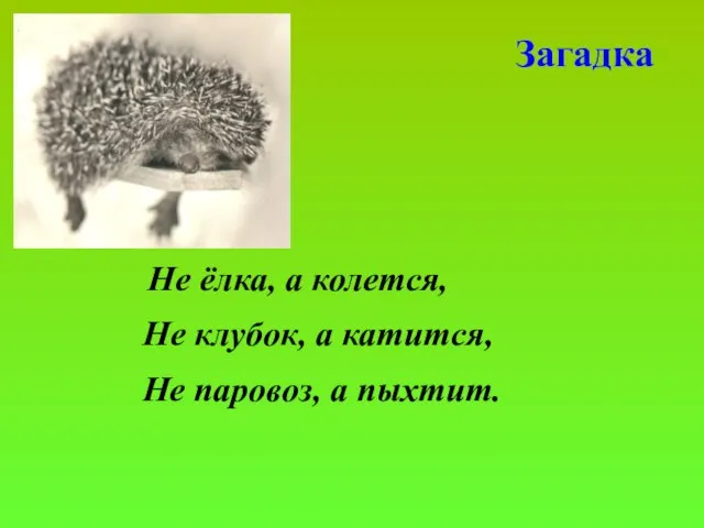 Загадка Не ёлка, а колется, Не клубок, а катится, Не паровоз, а пыхтит.