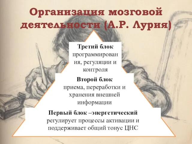 Организация мозговой деятельности (А.Р. Лурия) Третий блок программирования, регуляции и контроля Второй