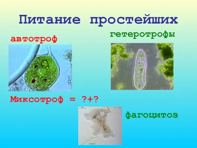 Питание простейших гетеротрофы Миксотроф = ?+? фагоцитоз автотроф