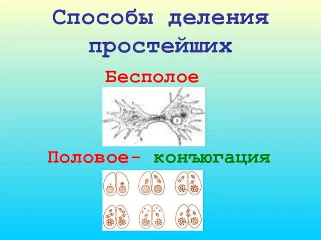 Способы деления простейших Бесполое Половое- конъюгация