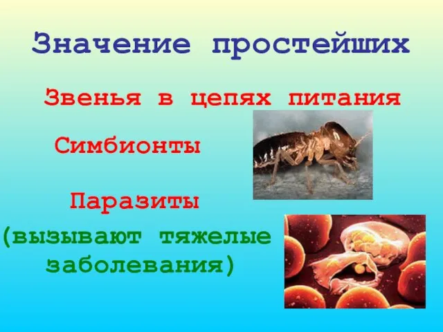 Значение простейших Звенья в цепях питания Симбионты Паразиты (вызывают тяжелые заболевания)