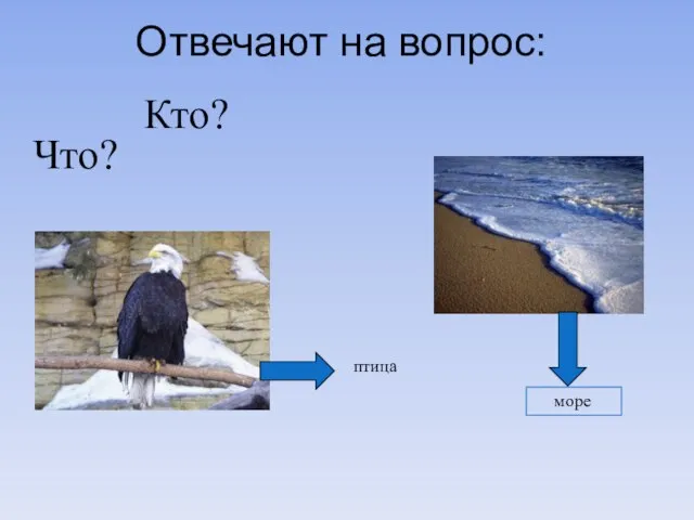 Отвечают на вопрос: Кто? Что? море птица