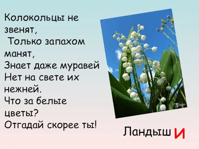 Ландыш Колокольцы не звенят, Только запахом манят, Знает даже муравей Нет на