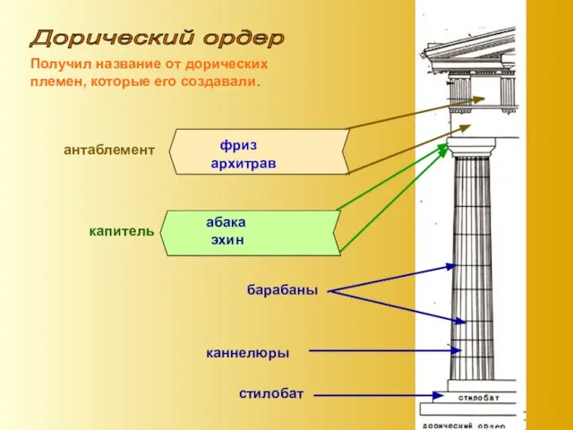Дорический ордер Получил название от дорических племен, которые его создавали. стилобат барабаны