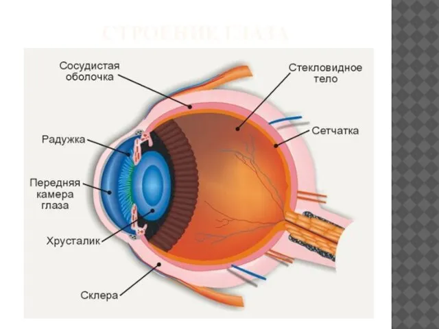 СТРОЕНИЕ ГЛАЗА