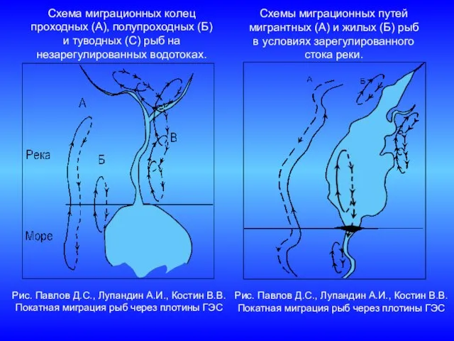 Схемы миграционных путей мигрантных (А) и жилых (Б) рыб в условиях зарегулированного