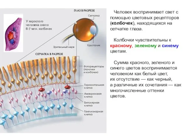 Человек воспринимает свет с помощью цветовых рецепторов (колбочек), находящихся на сетчатке глаза.