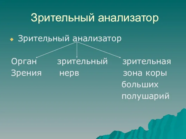 Зрительный анализатор Зрительный анализатор Орган зрительный зрительная Зрения нерв зона коры больших полушарий