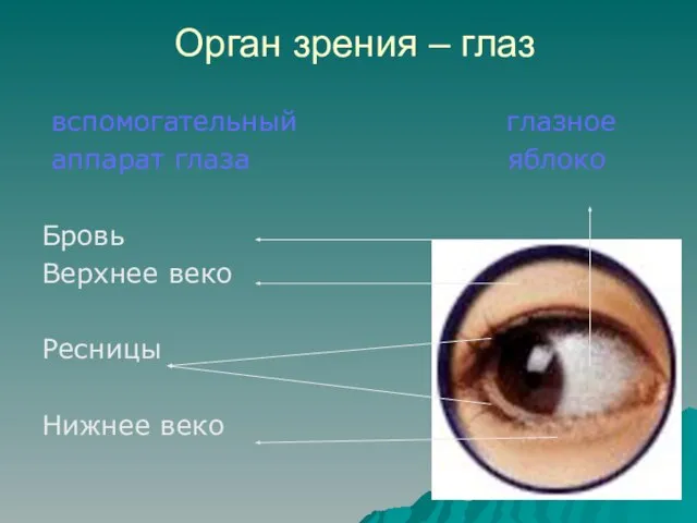 Орган зрения – глаз вспомогательный глазное аппарат глаза яблоко Бровь Верхнее веко Ресницы Нижнее веко