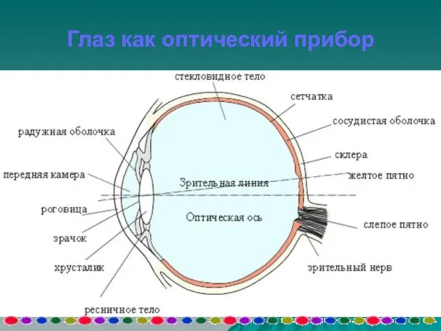 Глаз как оптический прибор