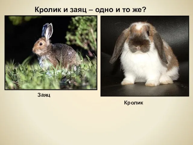 Кролик и заяц – одно и то же? Заяц Кролик