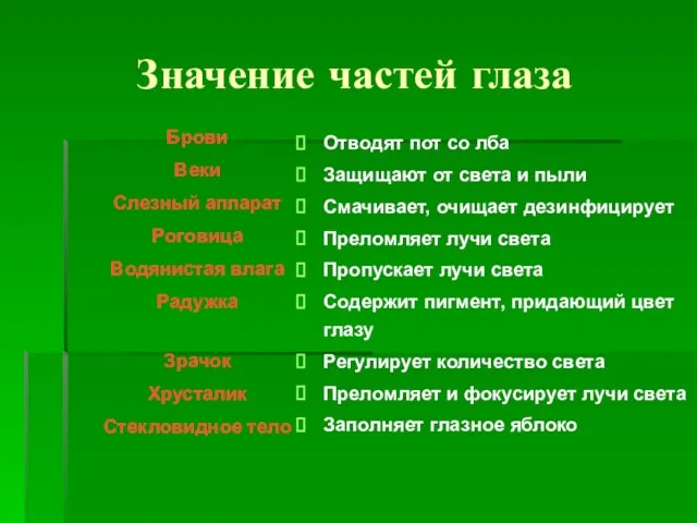 Брови Веки Слезный аппарат Роговица Водянистая влага Радужка Зрачок Хрусталик Стекловидное тело