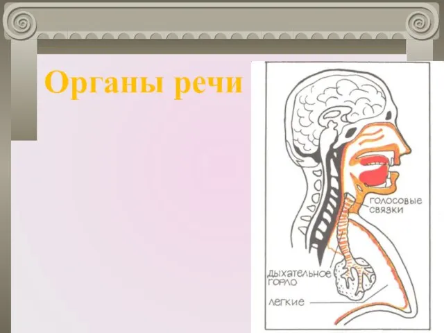 Органы речи