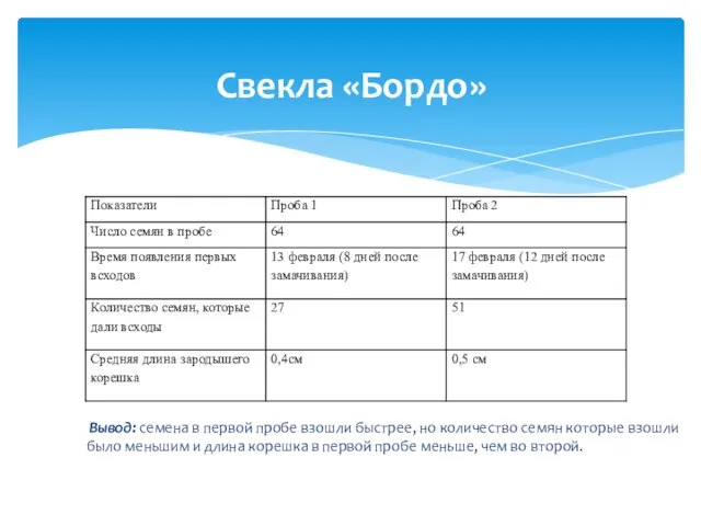 Свекла «Бордо» Вывод: семена в первой пробе взошли быстрее, но количество семян