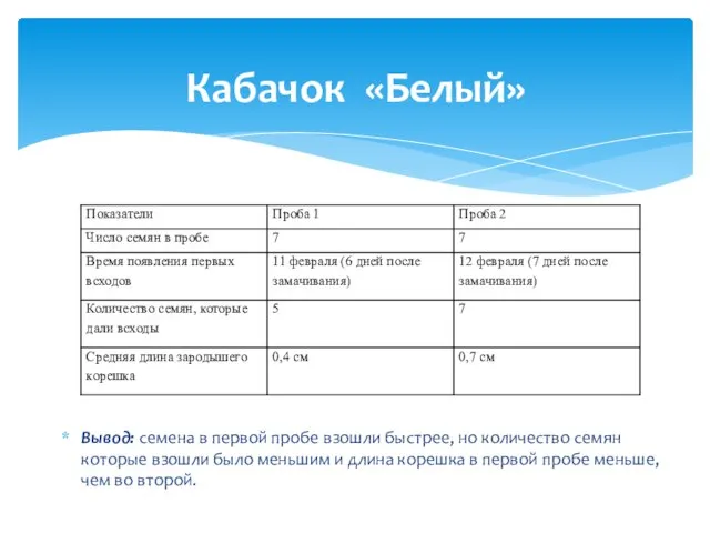 Кабачок «Белый» Вывод: семена в первой пробе взошли быстрее, но количество семян