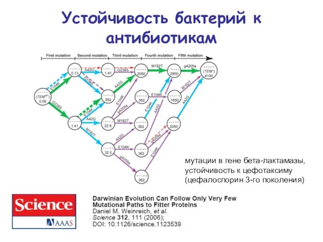 Устойчивость бактерий к антибиотикам мутации в гене бета-лактамазы, устойчивость к цефотаксиму (цефалоспорин 3-го поколения)