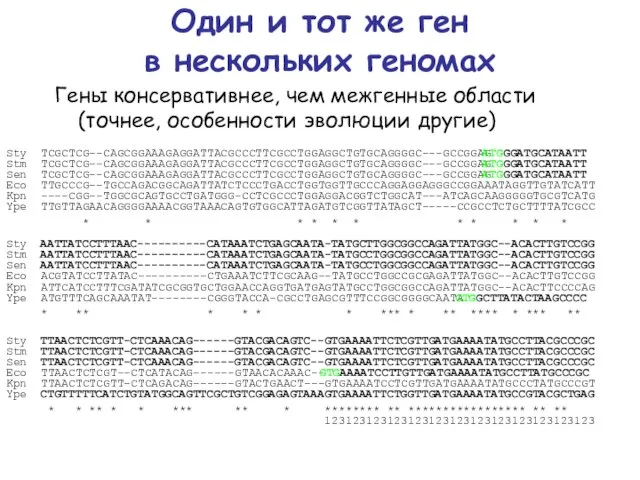 Один и тот же ген в нескольких геномах Sty TCGCTCG--CAGCGGAAAGAGGATTACGCCCTTCGCCTGGAGGCTGTGCAGGGGC---GCCGGAGATGGGATGCATAATT Stm TCGCTCG--CAGCGGAAAGAGGATTACGCCCTTCGCCTGGAGGCTGTGCAGGGGC---GCCGGAGATGGGATGCATAATT