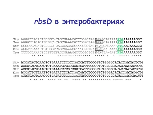 rbsD в энтеробактериях Sty AGGGTTACACTGCGGC-CAGCGAAACGTTTCGCTAGTGGAGCAGAAAAATGAAGAAAGGC Sen AGGGTTACACTGCGGC-CAGCGAAACGTTTCGCTAGTGGAGCAGAAAAATGAAGAAAGGC Stm GGGGTTACACTGCGGC-CAGCGAAACGTTTCGCTAGTGGAGCAGAAAAATGAAGAAAGGC Eco AGGATTAAACTGTGGGTCAGCGAAACGTTTCGCTGATGGAGAA-AAAAATGAAAAAAGGC Ype