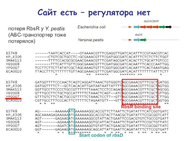 Сайт есть – регулятора нет потеря RbsR у Y. pestis (ABC-транспортер тоже
