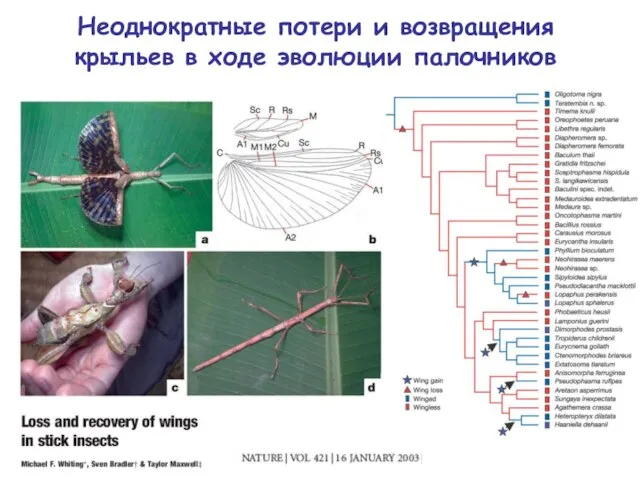 Неоднократные потери и возвращения крыльев в ходе эволюции палочников
